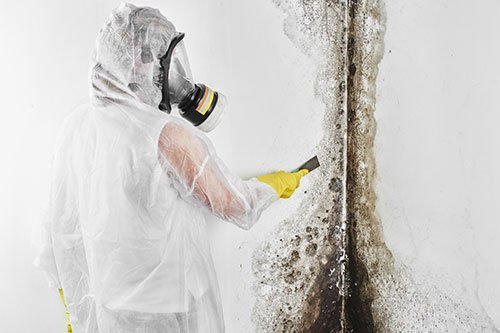 Mold Remediation Contrator Insurance