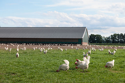 Poultry Farm Insurance