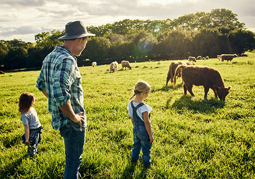 Cattle Farm Insurance