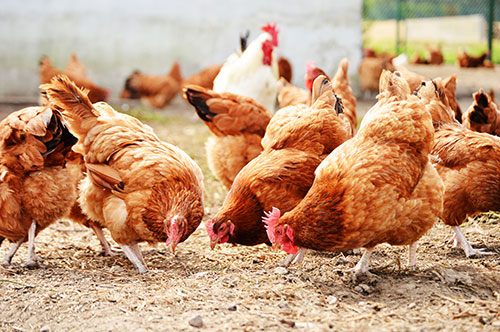 Poultry Farm Insurance